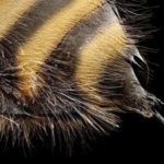 Пчелиный яд против артрита